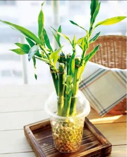 【梦姐·手工】教你在家DIY~水培植物盆栽の微型花园！ 第6步
