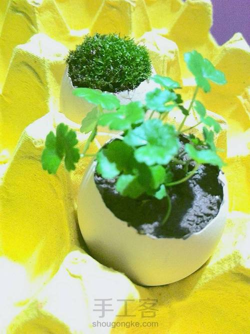 蛋壳可爱小桌景～ 第5步