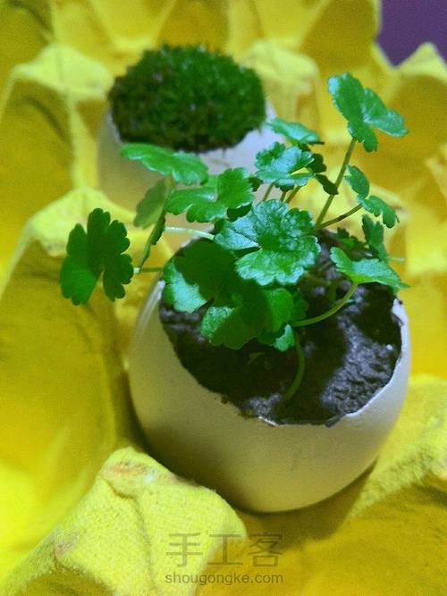 蛋壳可爱小桌景～ 第6步