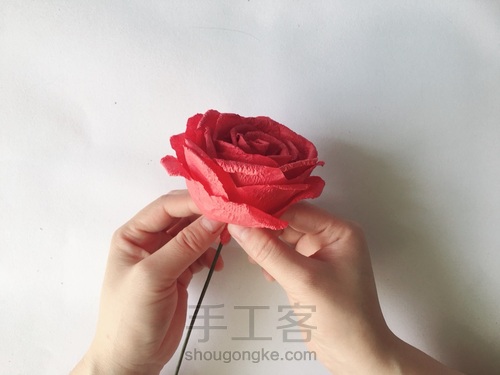 玫瑰花🌹 第16步