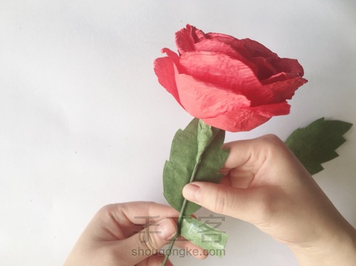 玫瑰花🌹 第22步