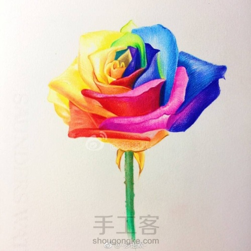 彩铅手绘教程～厄瓜多尔七彩玫瑰 第9步