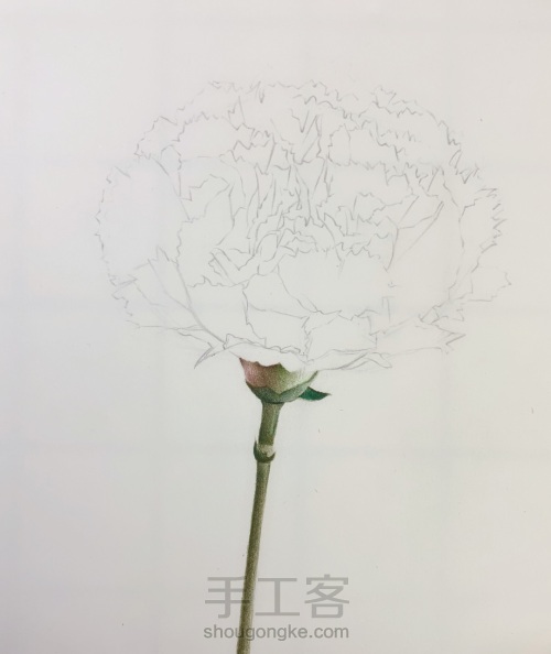 彩铅手绘康乃馨 第2步