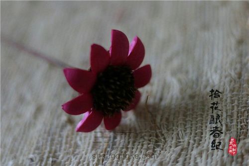 手作植物干花-太阳花 第7步