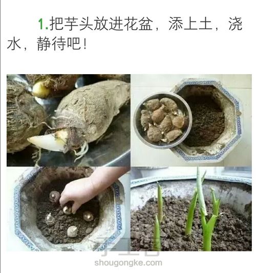 芋头盆栽 第1步