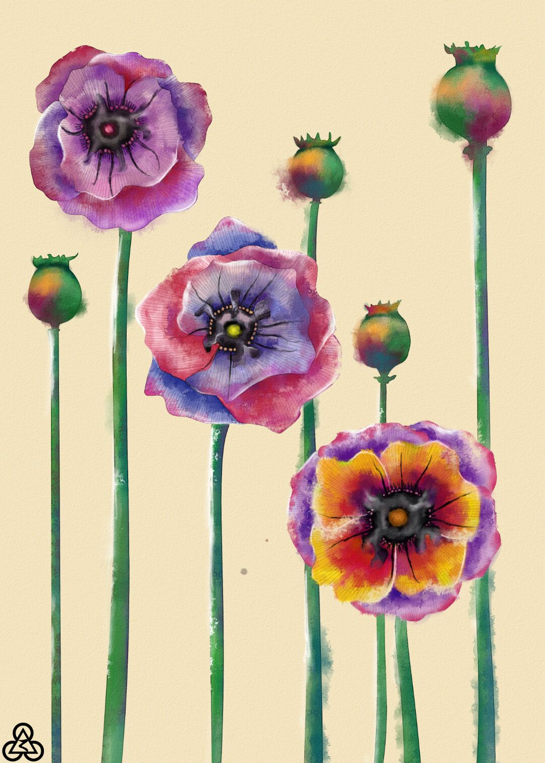 手绘水彩罂粟花 果实和茎