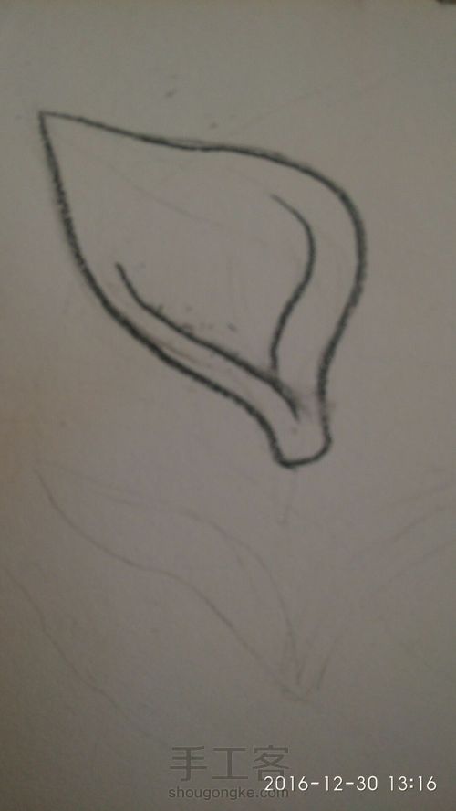 马蹄莲 第2步