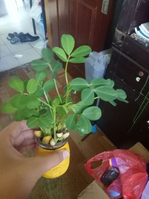 花生森林 第3步