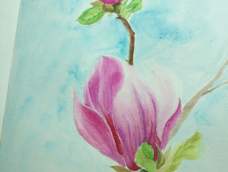 玉兰花的花朵有粉色，紫色，白色的，今天来手绘一朵粉紫色的玉兰花