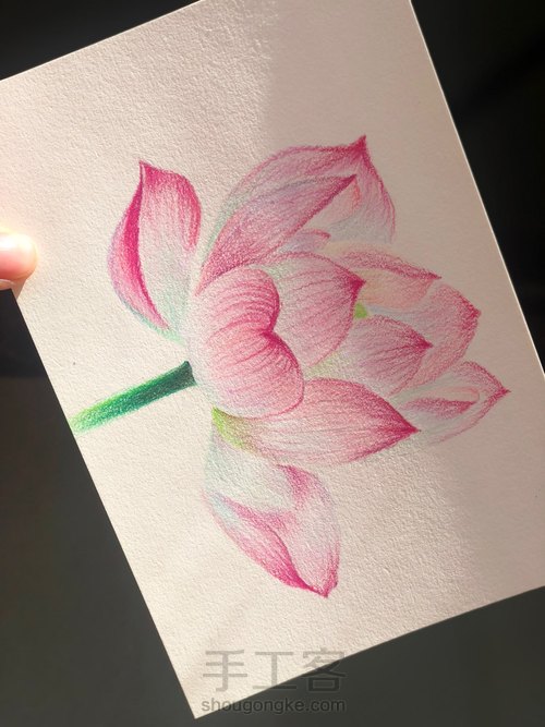 【原创】彩铅荷花图 第13步