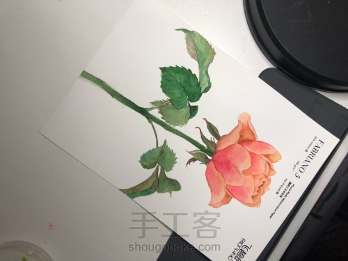 【原创】水彩手绘玫瑰花 第25步