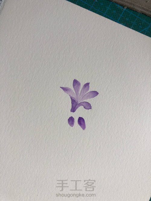 水彩百子莲 第1步