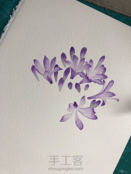 水彩百子莲 第5步