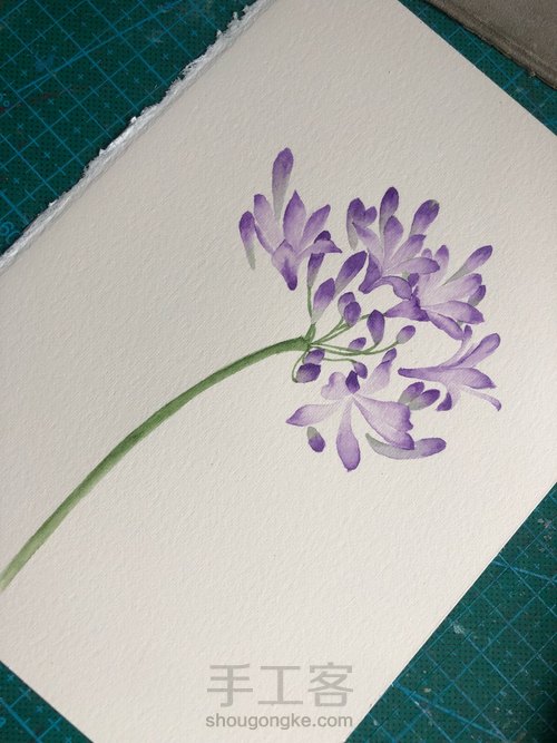 水彩百子莲 第7步