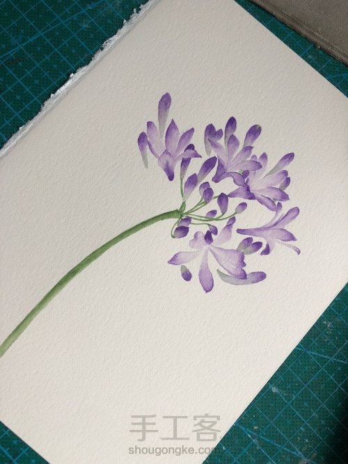 水彩百子莲 第8步