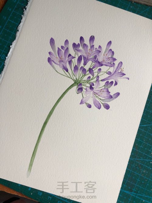 水彩百子莲 第9步