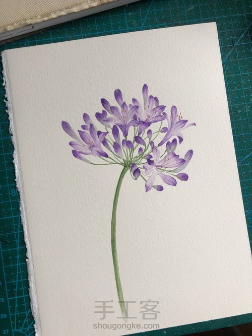 水彩百子莲 第10步