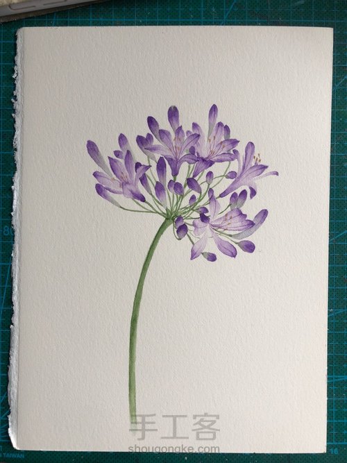 水彩百子莲 第11步