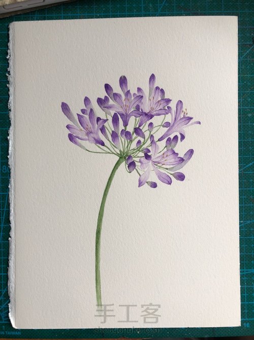 水彩百子莲 第12步