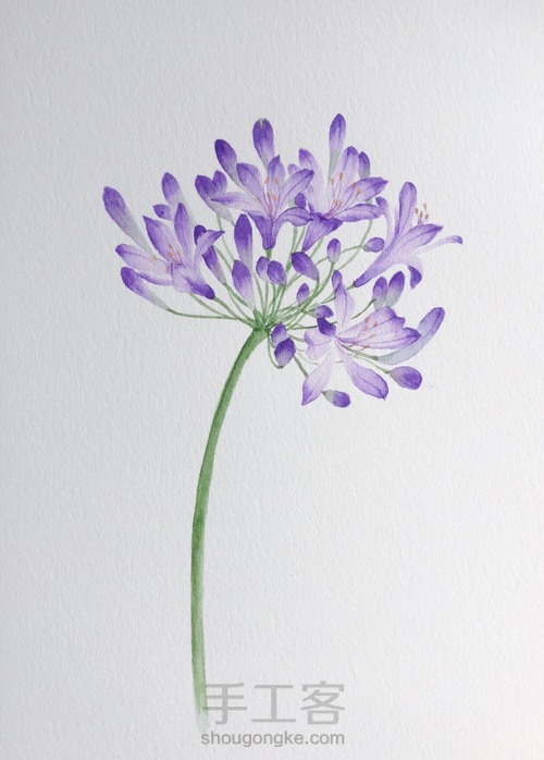 水彩百子莲 第13步