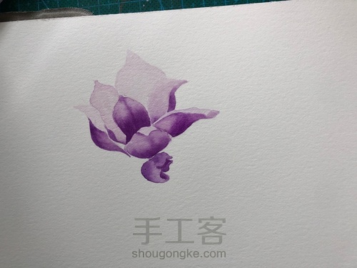 水彩玉兰花 第6步