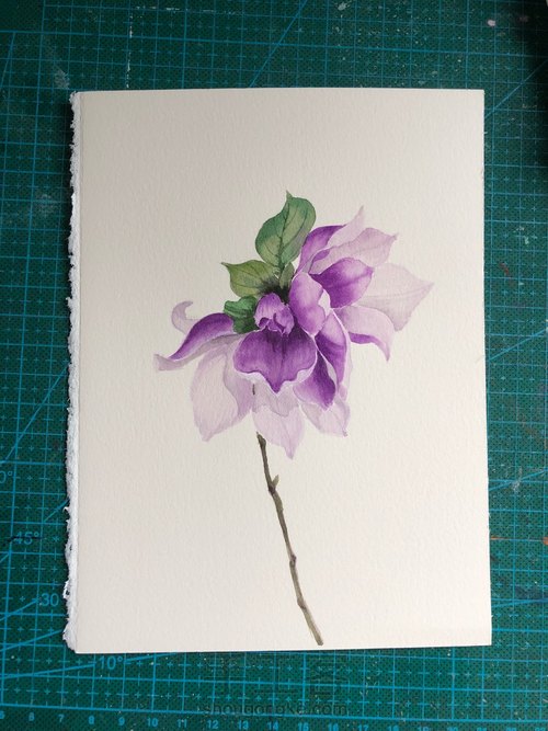 水彩玉兰花 第1步