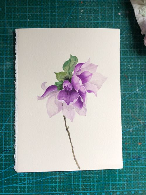 水彩玉兰花 第11步