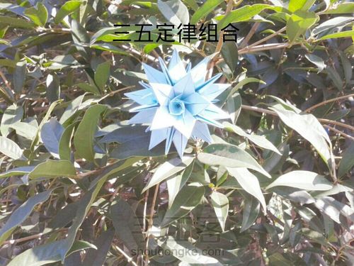 lilia花球 第35步