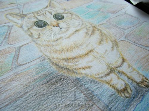 彩铅手绘猫咪肖像画像 第20步