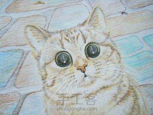 彩铅手绘猫咪肖像画像 第22步