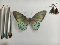 油性彩铅画，蝴蝶，练习
