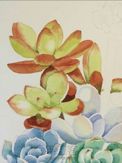 水彩多肉，转发 第15步