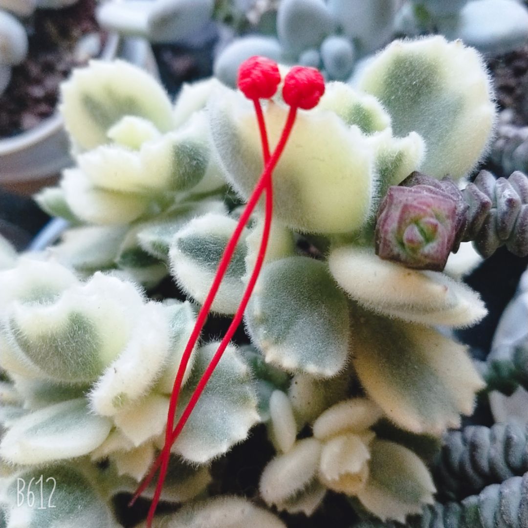 用红绳给自己编一对儿耳线，既美观又能清洁耳洞