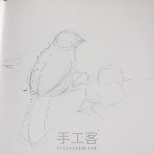 灰树鹛 第1步