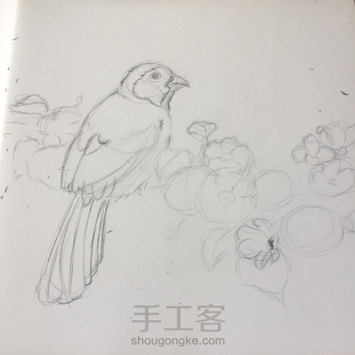 灰树鹛 第4步