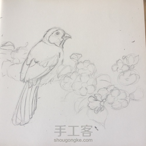 灰树鹛 第5步