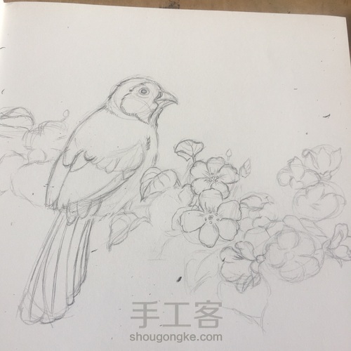 灰树鹛 第6步