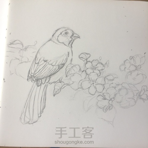 灰树鹛 第7步