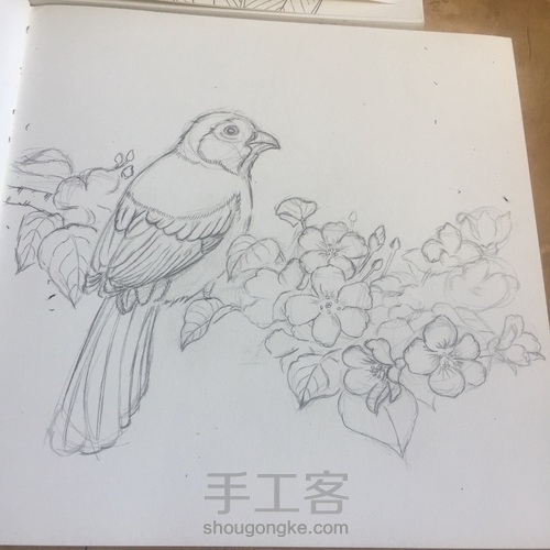 灰树鹛 第8步