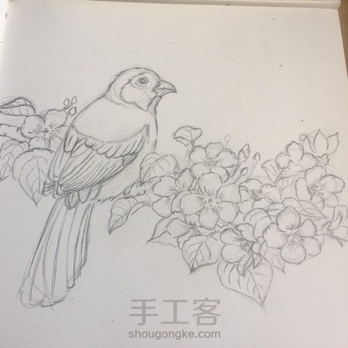 灰树鹛 第9步