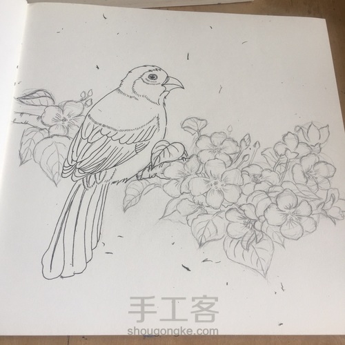 灰树鹛 第12步