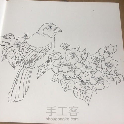 灰树鹛 第13步