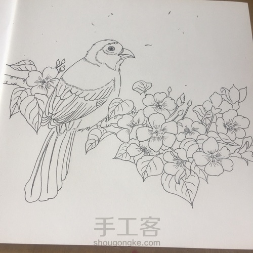 灰树鹛 第14步