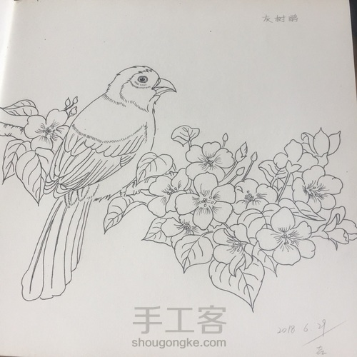灰树鹛 第15步