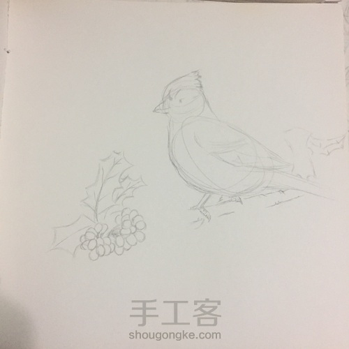 冠蓝鸦 第2步