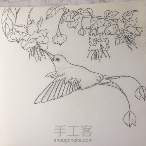 盘尾蜂鸟 第4步