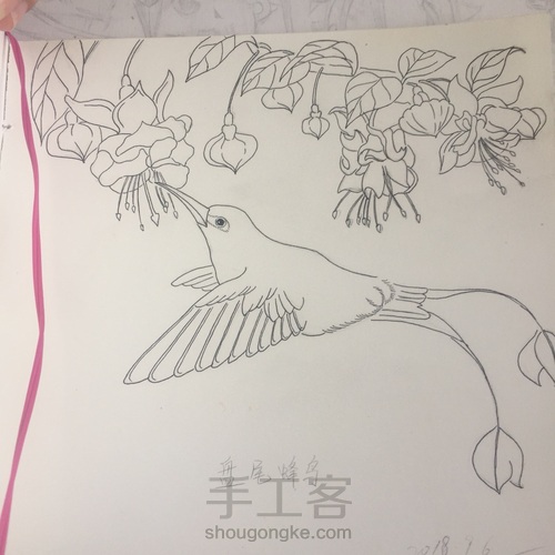 盘尾蜂鸟 第5步