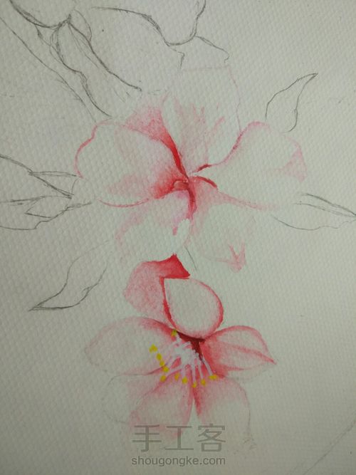 水粉花卉之桃夭🌸 第3步