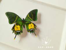 热缩·金斑啄凤蝶