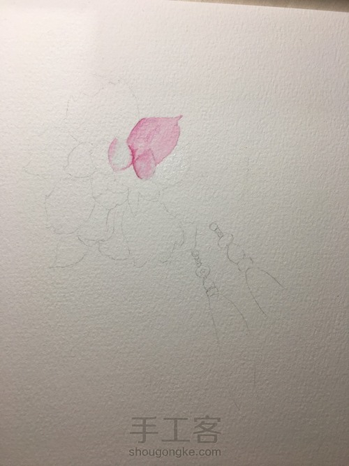 古风芙蓉 水彩 第1步